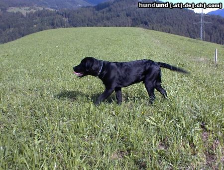 Labrador Retriever Mephisto     beim Auslauf