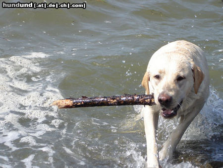 Labrador Retriever Emma jetzt 1 Jahr alt