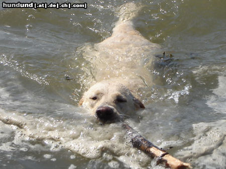 Labrador Retriever Emma jetzt 1 Jahr alt