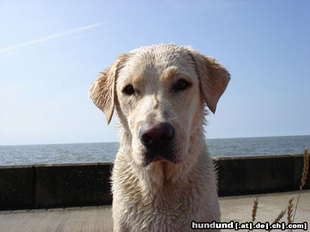 Labrador Retriever Emma jetzt 1 Jahr alt