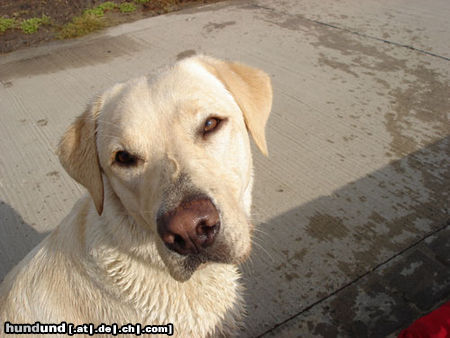 Labrador Retriever Emma jetzt 1 Jahr alt