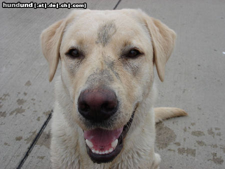 Labrador Retriever Emma jetzt 1 Jahr alt