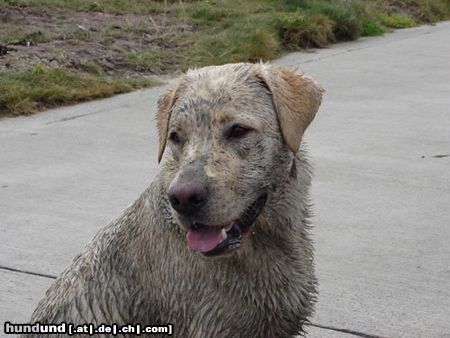 Labrador Retriever Emma jetzt 1 Jahr alt