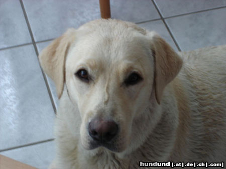 Labrador Retriever Emma jetzt 1 Jahr alt