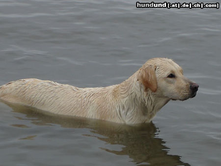 Labrador Retriever Emma jetzt 1 Jahr alt