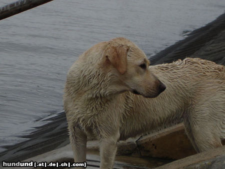 Labrador Retriever Emma jetzt 1 Jahr alt