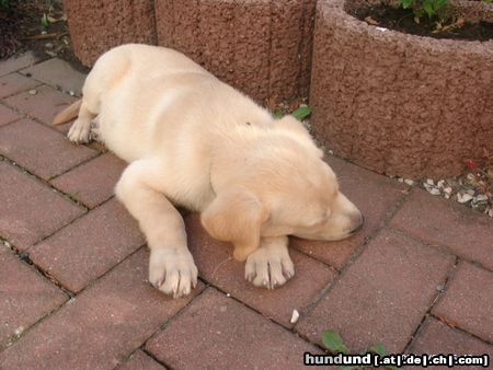 Labrador Retriever Da brauchte Justin noch viel Schlaf