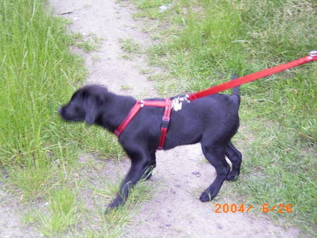 Labrador Retriever Ich will Spielen