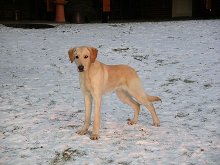 Labrador Retriever Balou, knapp 10 Mon. Labrador-Retriever-Howavart-Mischling