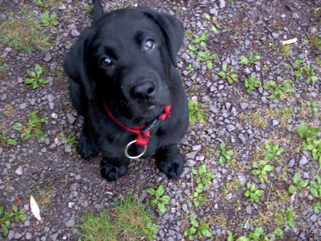 Labrador Retriever klein Bendit denkt hier gibts gleich Leckerlie