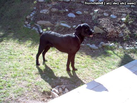 Labrador Retriever Mephisto im Wald