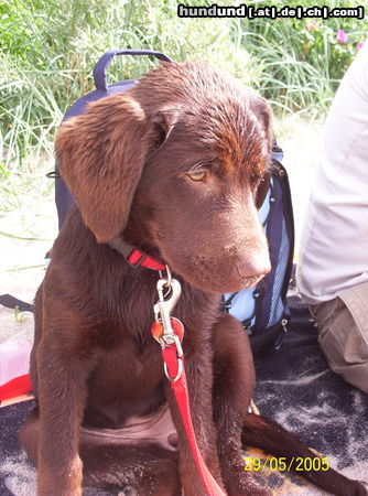 Labrador Retriever Mein erster Besuch am Strand