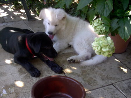 Labrador Retriever Bendit + Drago beim Schäfer(hund)stündchen ;O)