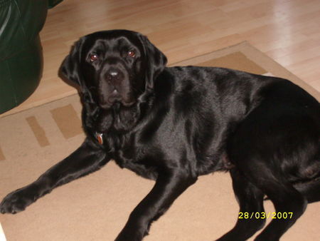 Labrador Retriever Max