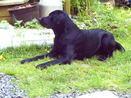 Labrador Retriever wer kommt denn da