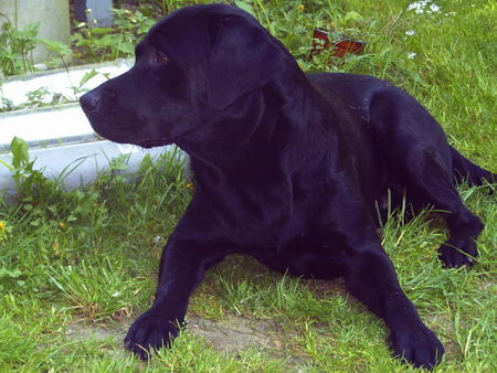 Labrador Retriever wovon der wohl gerade träumt......