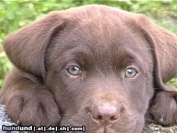 Labrador Retriever Labrador -Welpen vom Klöpperhof