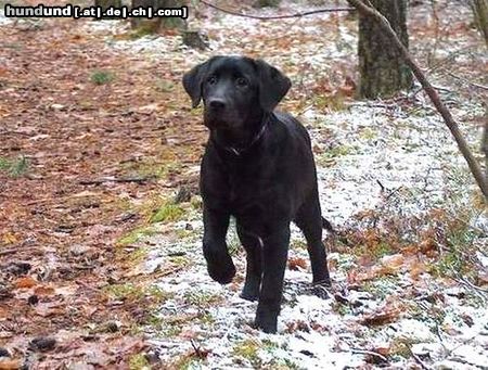 Labrador Retriever Pearl 