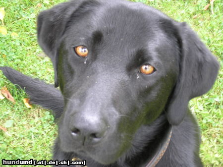 Labrador Retriever Das ist Flocke. ein 2 Jahrealter Labrador - retriver. sie liebt es ihren Tennisball zu appportieren.