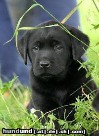 Labrador Retriever Labrador -Welpen vom Klöpperhof