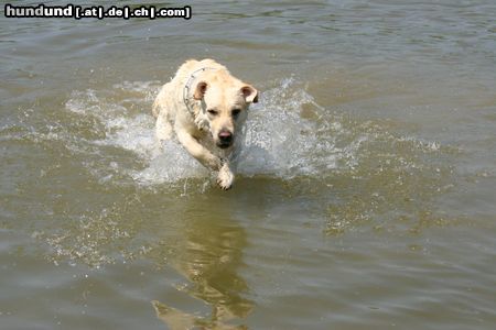 Labrador Retriever Starchant Genesis