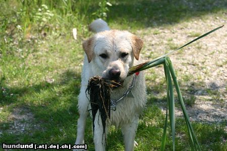 Labrador Retriever Starchant Genesis