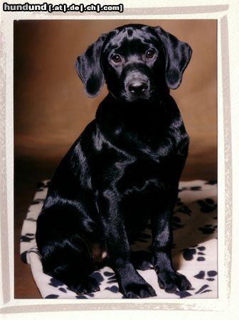 Labrador Retriever Scout mit 4 Monaten (11.04)