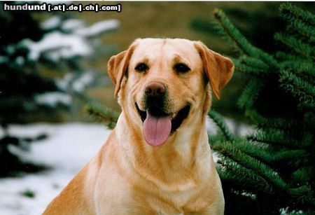 Labrador Retriever Speik