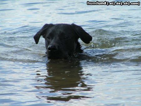 Labrador Retriever Paul bei einer seiner Lieblingsbeschäftigung - SCHWIMMEN! 