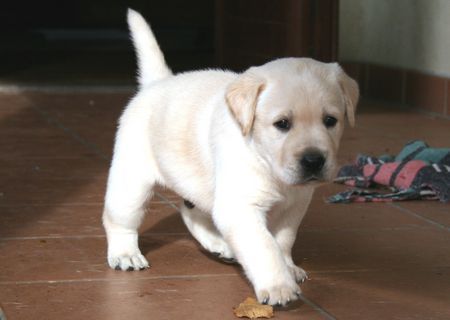 Labrador Retriever Alano mit 4 1/2 Wochen