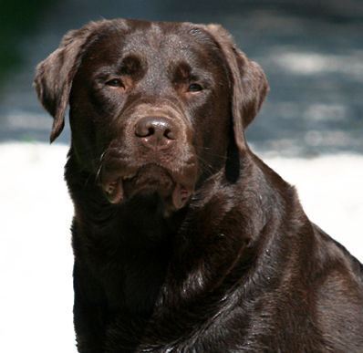 Labrador Retriever Der Labrador Deckrüde in schoko