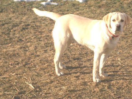 Labrador Retriever Boo