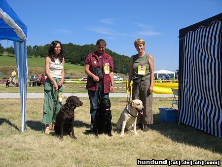 Labrador Retriever Unsere Farbpalette