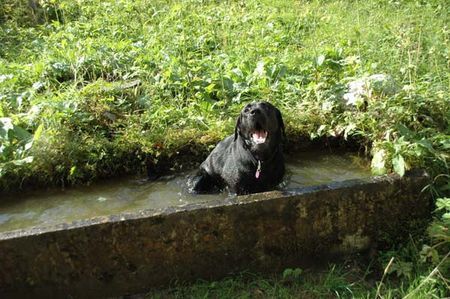 Labrador Retriever Link von der Matrix