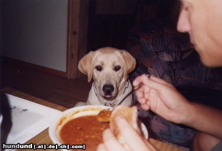 Labrador Retriever Amon und die Bohnensuppe