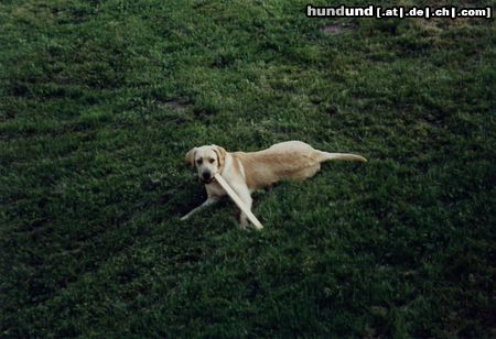 Labrador Retriever Amon und sein Steckerl