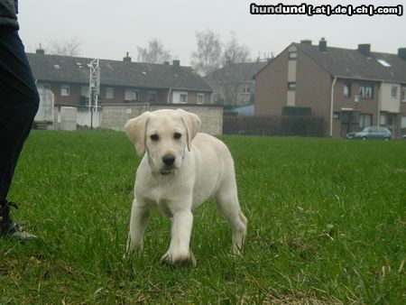 Labrador Retriever Das ist Angus (benannt nach Angus Young von AC/DC)... 15 Wochen alt