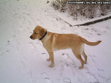 Labrador Retriever Missy 9 Monate/Schnee