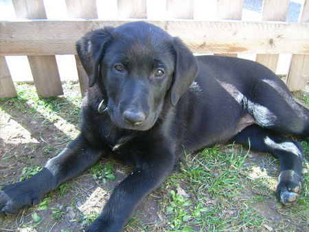 Labrador Retriever Emma