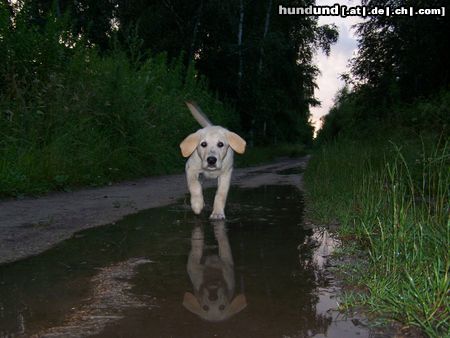 Labrador Retriever unser 12monat alte baddy