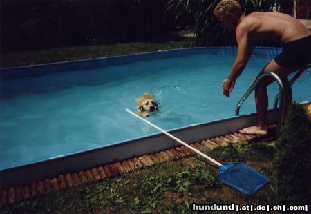 Labrador Retriever Bademeister