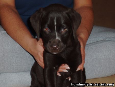 Labrador Retriever Da ist er wieder unser Balou