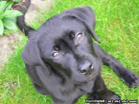 Labrador Retriever Unser Balou