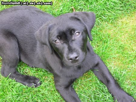 Labrador Retriever Unser Balou