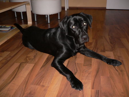 Labrador Retriever Unser Balou