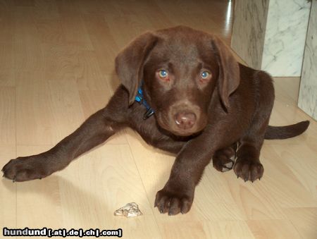 Labrador Retriever Balu mit 11 Wochen