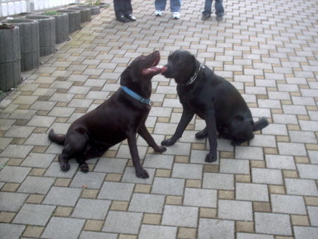 Labrador Retriever wenn die Mami mit dem Sohne...