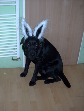 Labrador Retriever Bendit an Fasching 2007 verkleidet als Häschen :O)