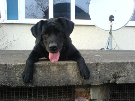 Labrador Retriever Die Kleine Beni...5 Jahre, 55cm, noch 27,7 kg!!!