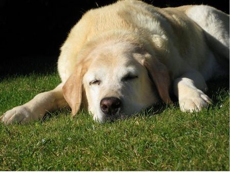 Labrador Retriever Benny im Garten Sommer 2007